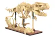 CaDA Klemmbausteine Dinosaurier Fossilien T-Rex - 825 Teile